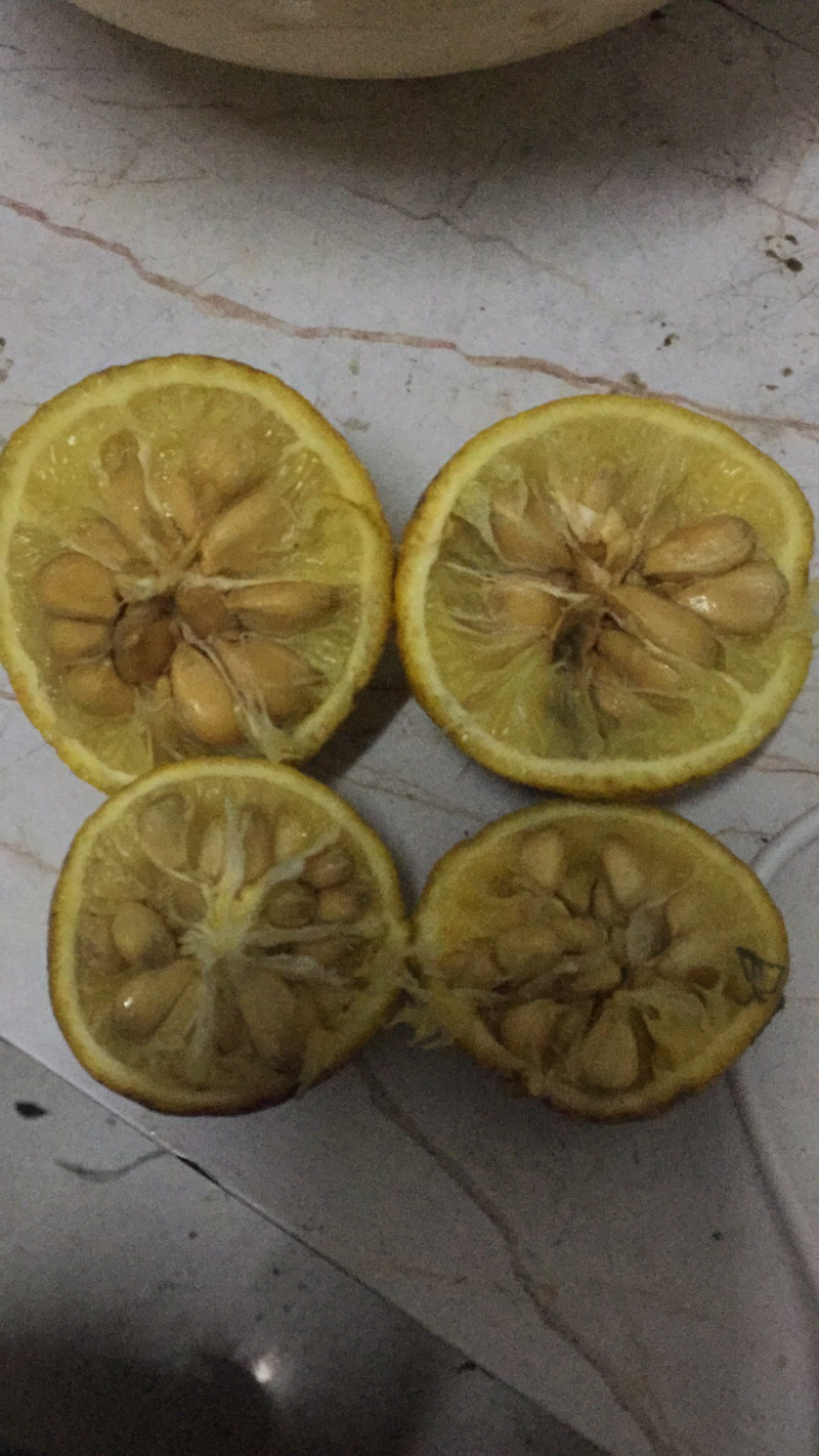 香橼种子