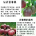 广东罗定百香果，酸甜可口