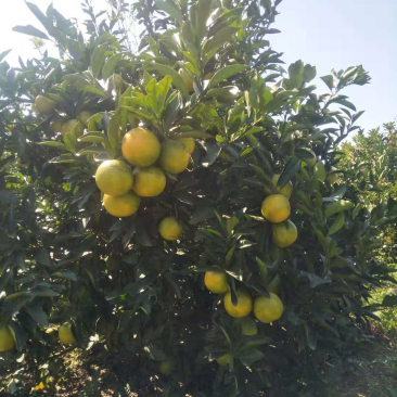 廉江红橙广东10斤包邮