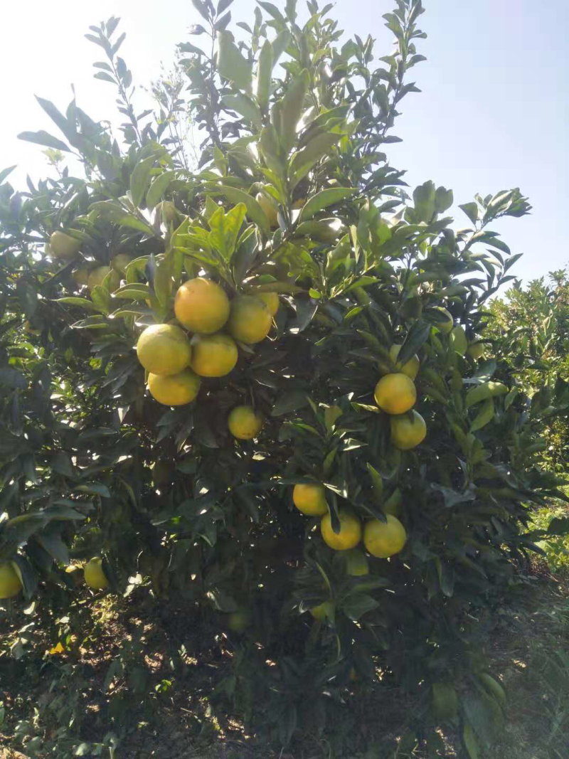 廉江红橙广东10斤包邮