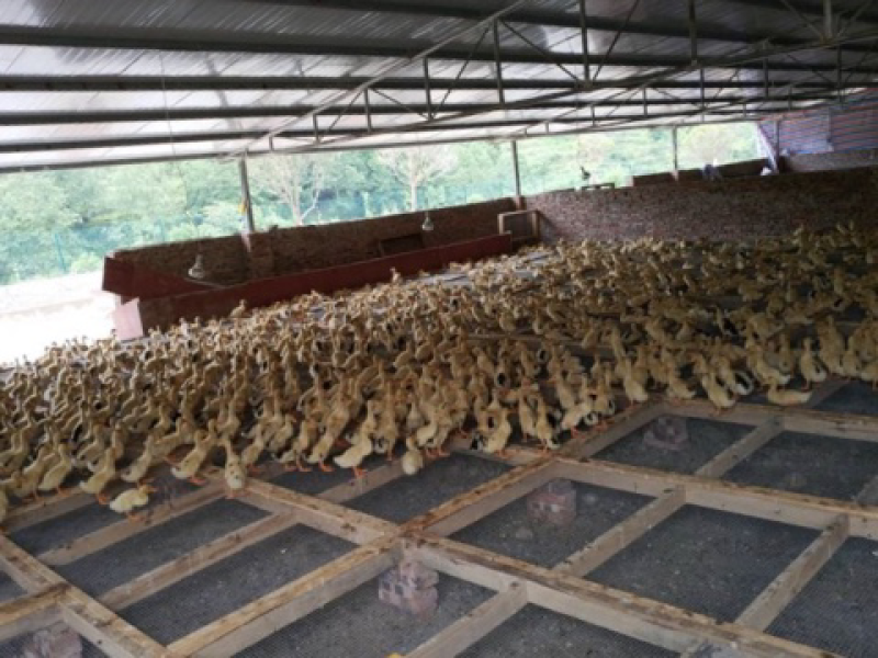 齐伯镇温泉村鸭蛋肉鸭