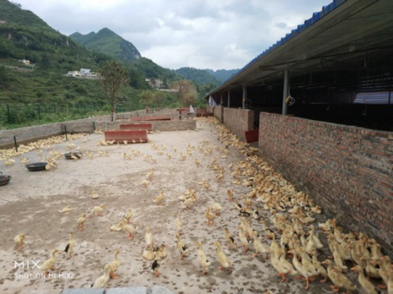 齐伯镇温泉村鸭蛋肉鸭