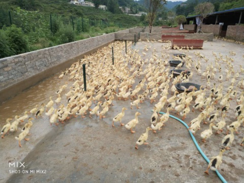 齐伯镇温泉村鸭蛋肉鸭