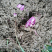乐平镇挂多村紫薯