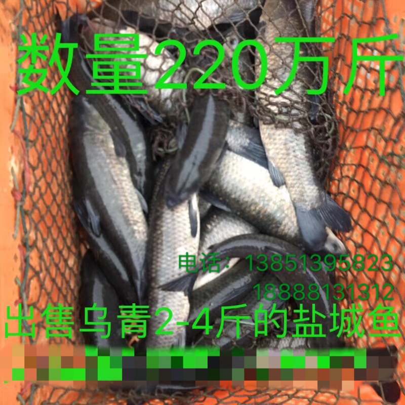 青鱼