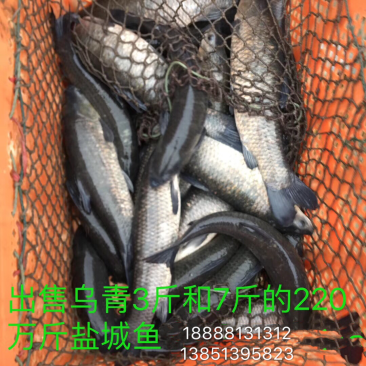 青鱼