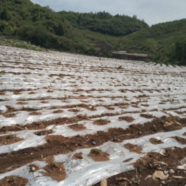 乐平镇岩上村菊花茶