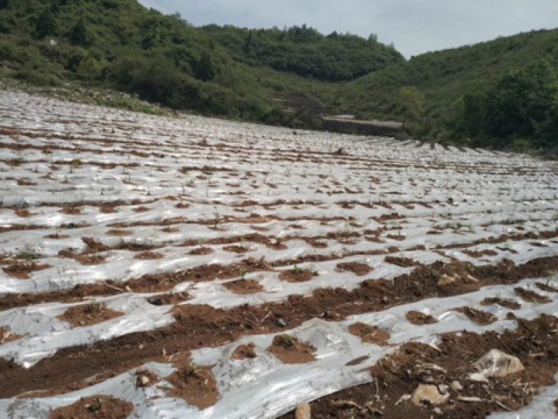 乐平镇岩上村菊花茶