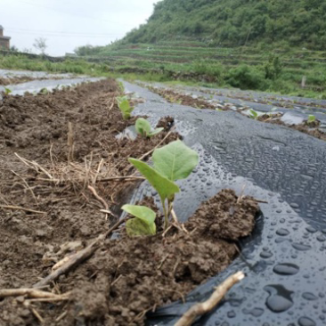 乐平镇下院村茄子