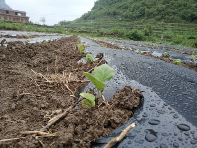 乐平镇下院村茄子