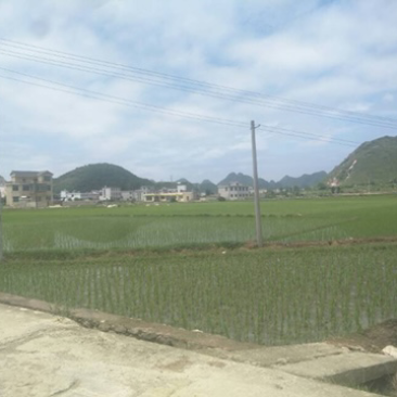 羊昌乡云头村优质大米
