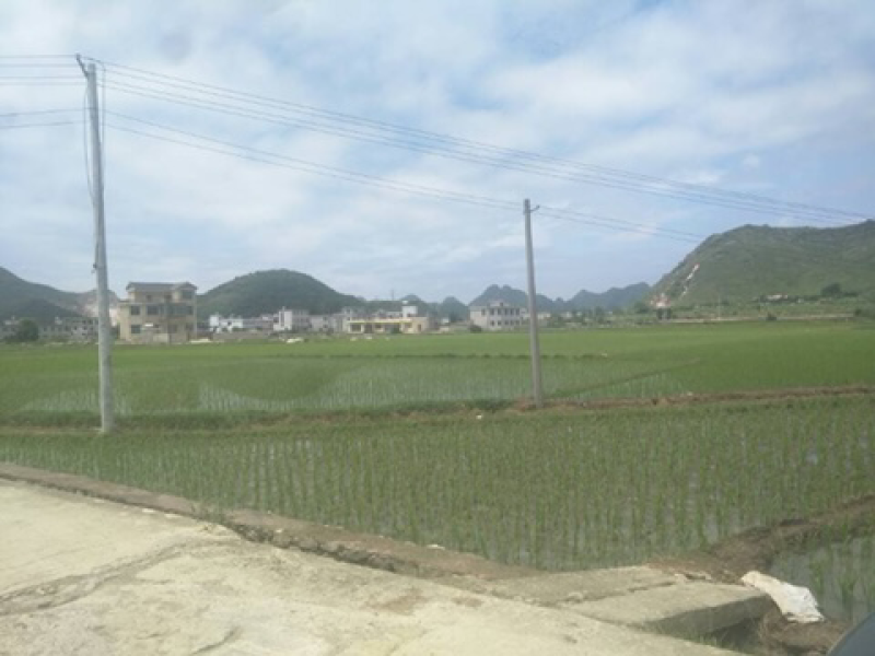 羊昌乡云头村优质大米