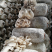 平坝区安平街道平菇