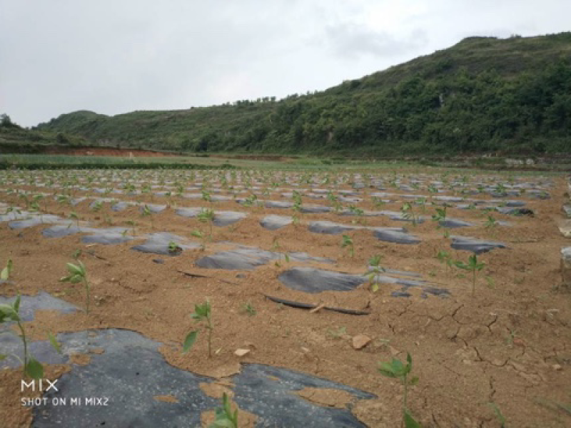 天龙镇二官村菜椒