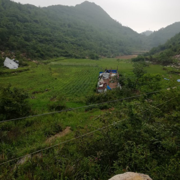 平坝区安平街道黑山羊