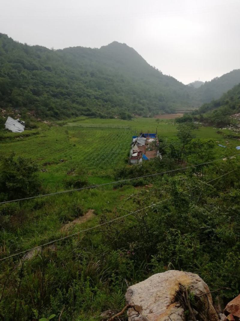平坝区安平街道黑山羊