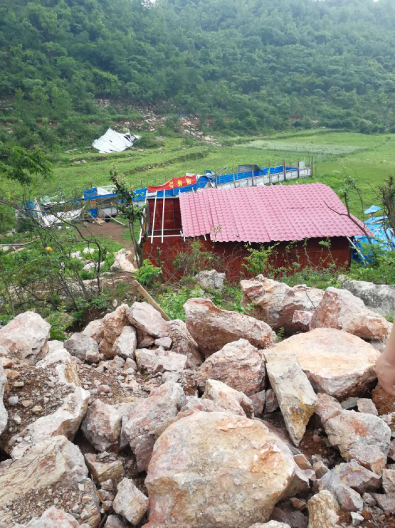平坝区安平街道黑山羊