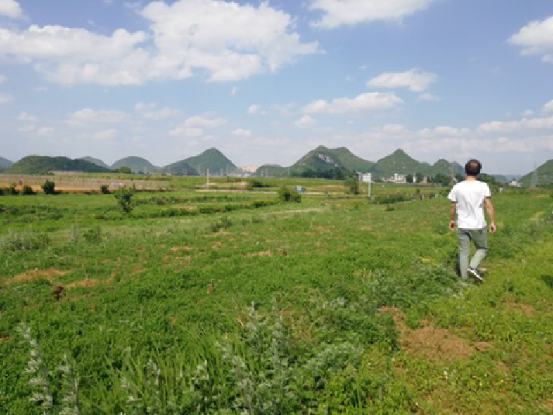 平坝区夏云镇江西村钩藤