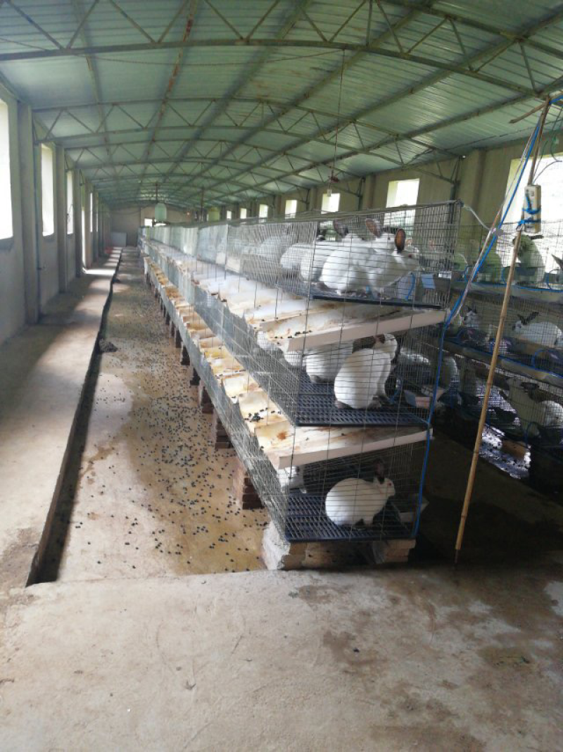 平坝区夏云镇肉兔