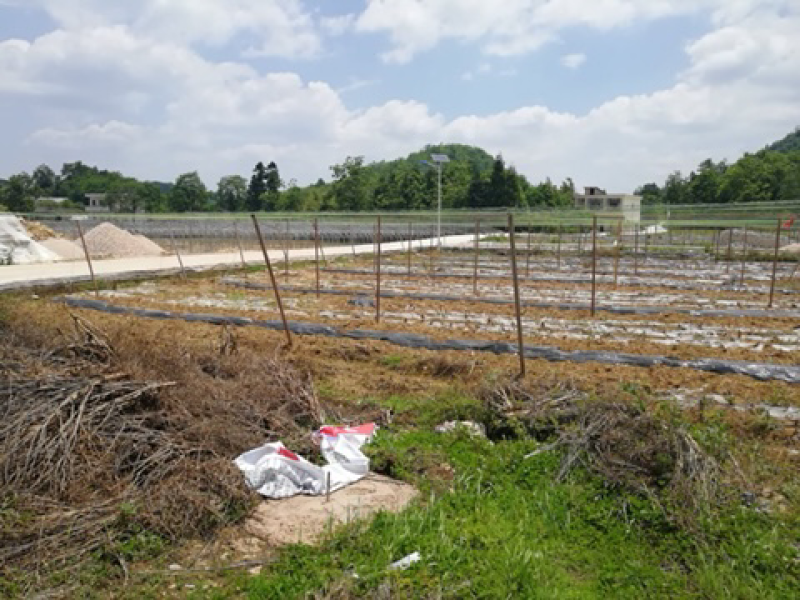 平坝区鼓楼街道吊瓜子