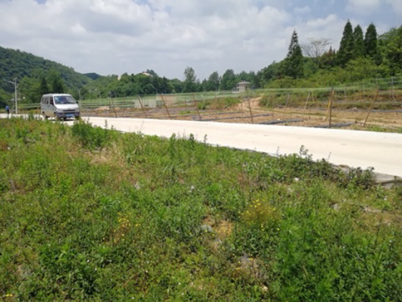 平坝区鼓楼街道吊瓜子