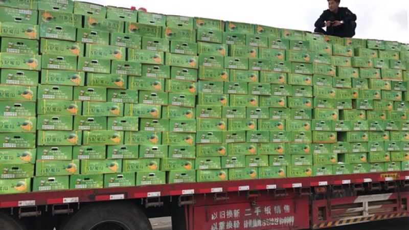 泰国椰青九个装