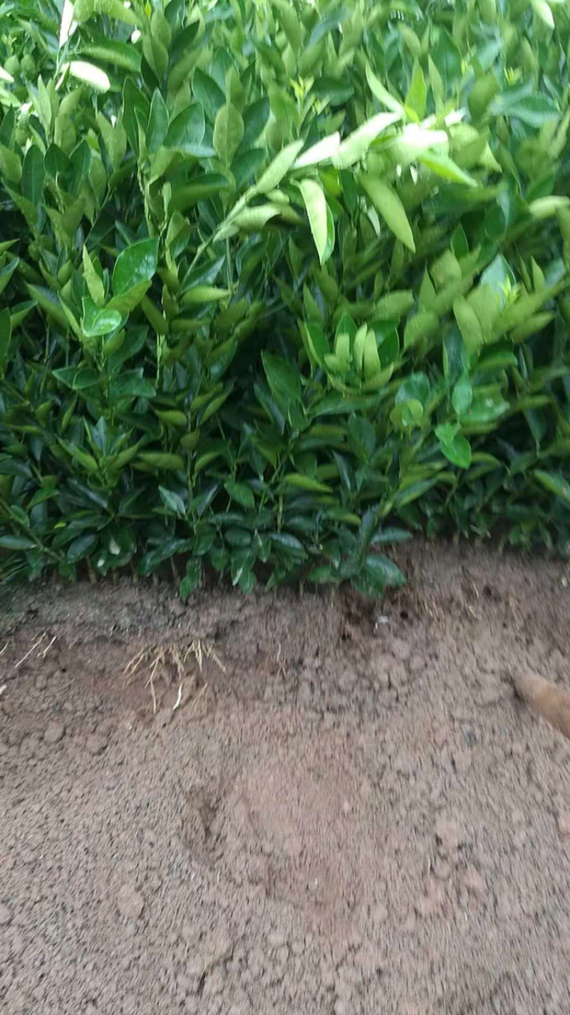 大量供应脐橙苗