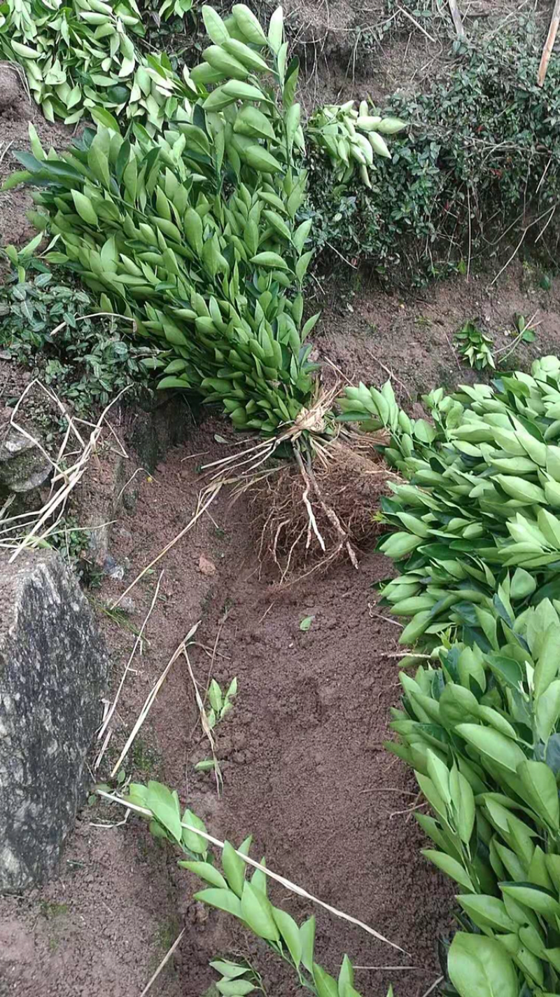 大量供应脐橙苗