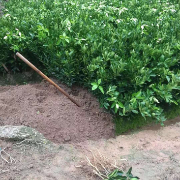 大量供应脐橙苗
