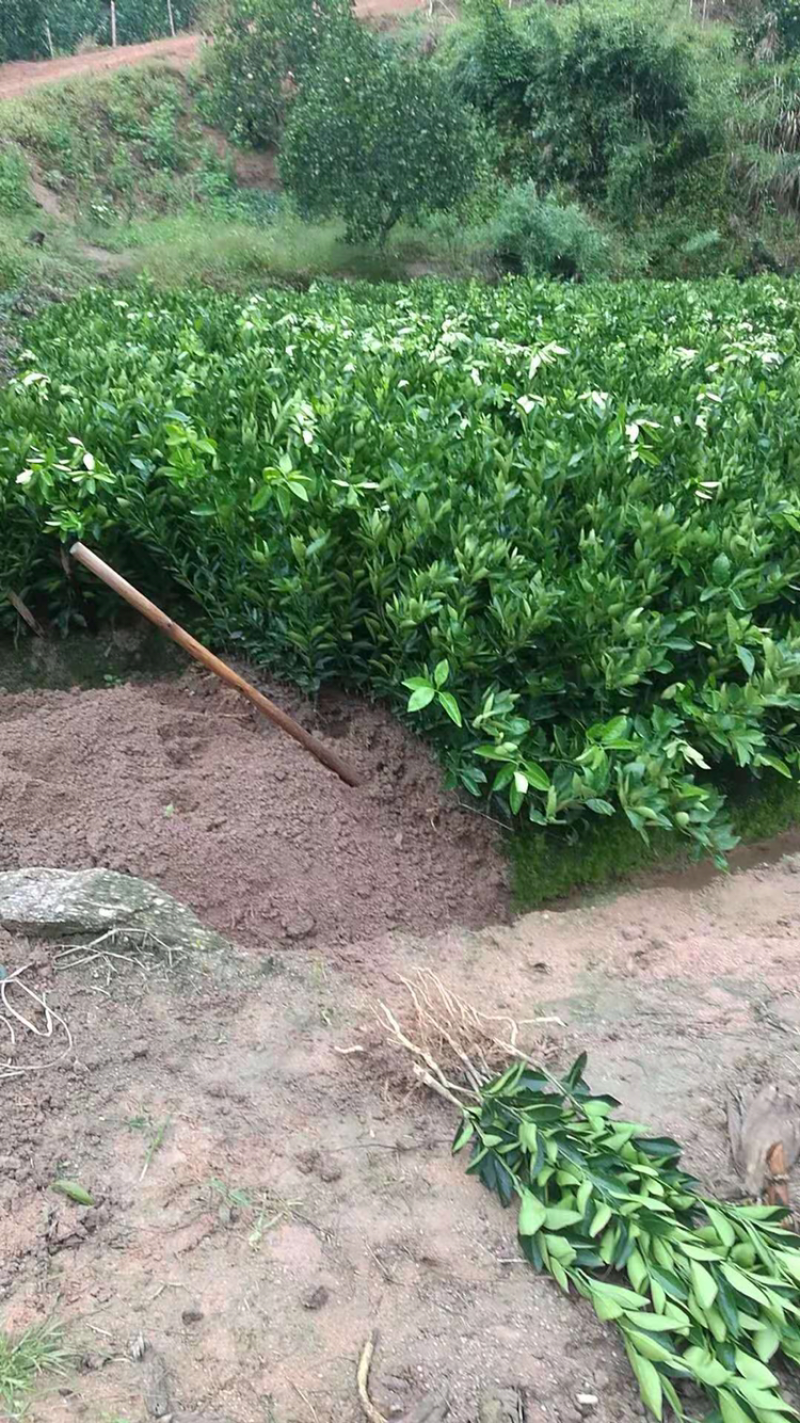 大量供应脐橙苗