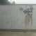 平坝区十字乡摆捞村葛根