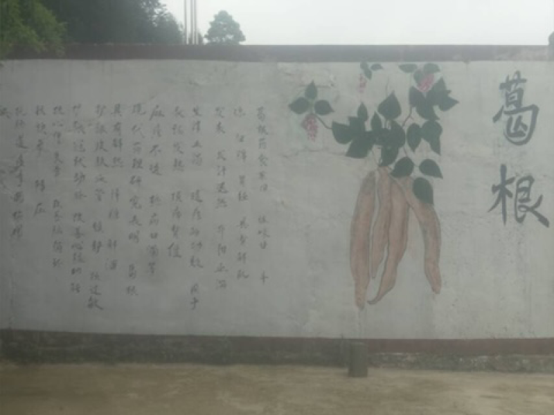 平坝区十字乡摆捞村葛根