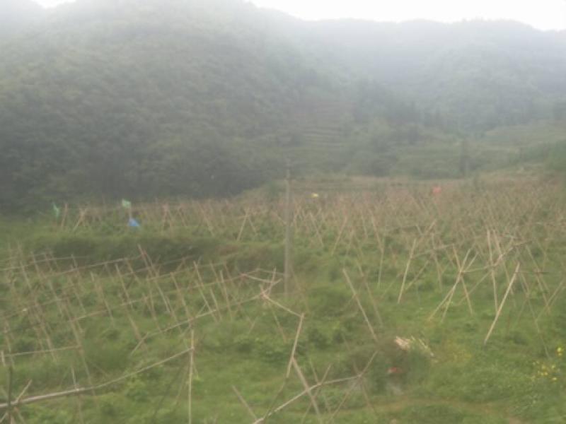 平坝区十字乡摆捞村葛根