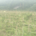 平坝区十字乡摆捞村葛根