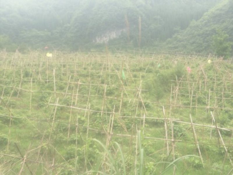 平坝区十字乡摆捞村葛根