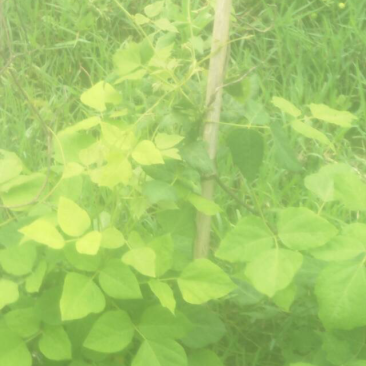 平坝区十字乡摆捞村葛根