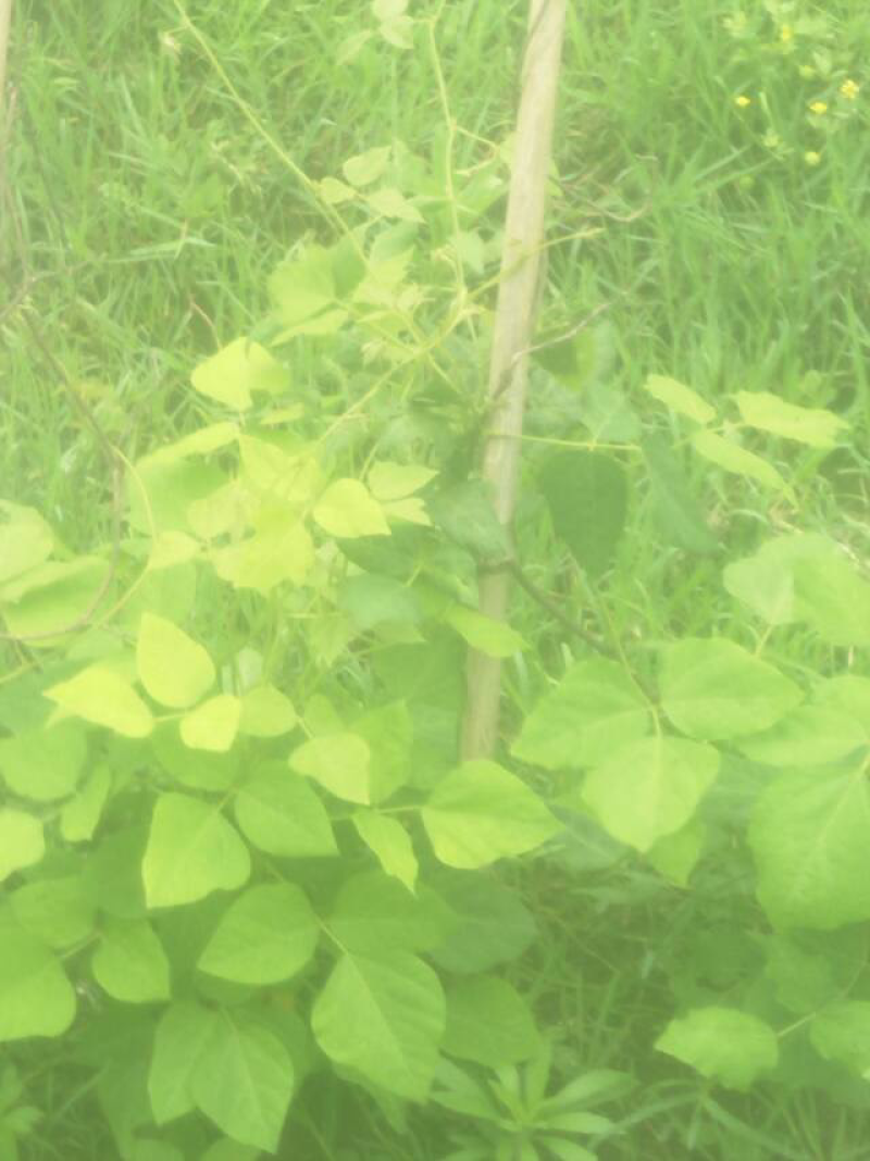 平坝区十字乡摆捞村葛根