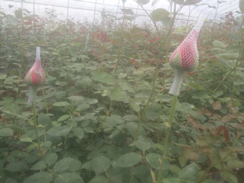 平坝区十字乡罗院村玫瑰花