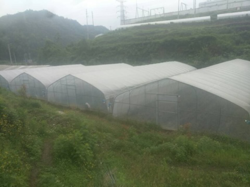 平坝区十字乡罗院村玫瑰花