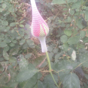 平坝区十字乡罗院村玫瑰花