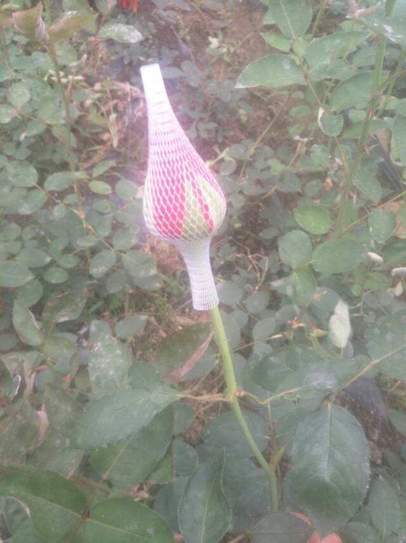 平坝区十字乡罗院村玫瑰花