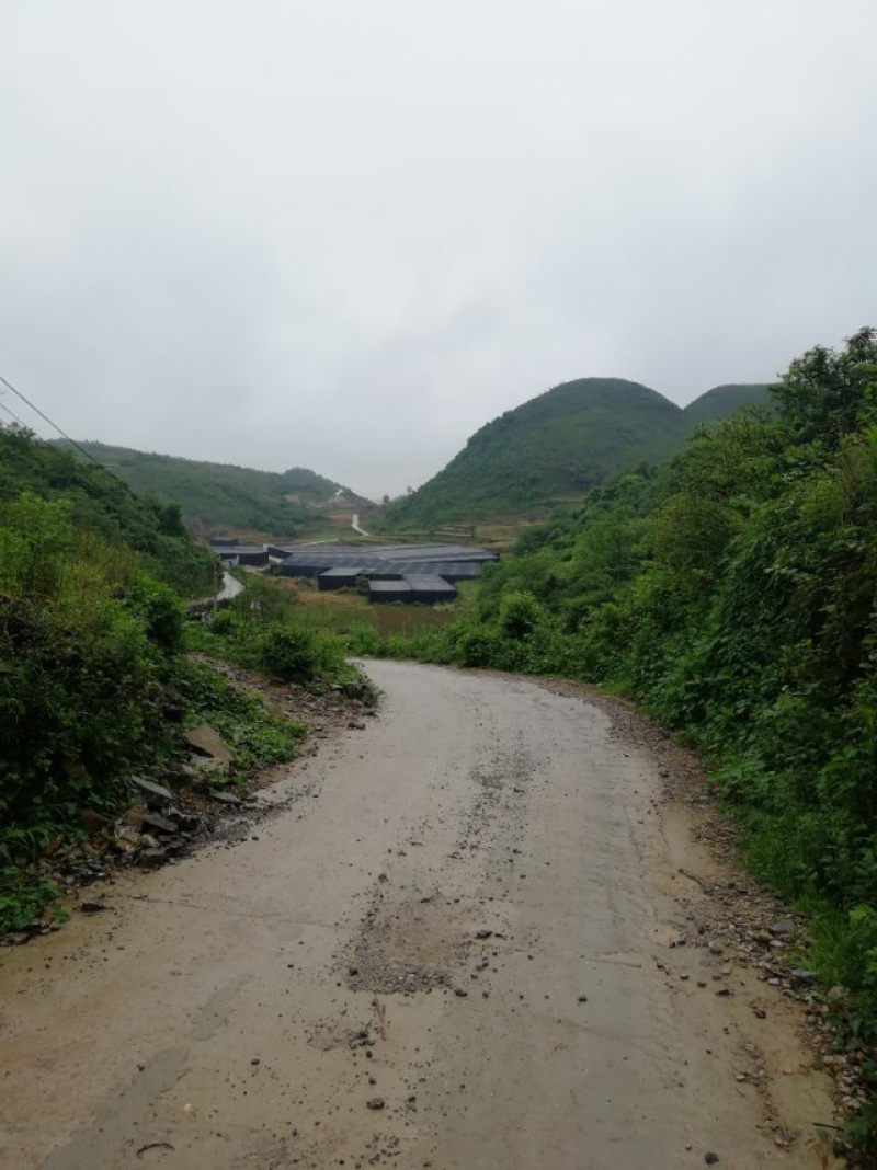 平坝区白云镇高寨村香菇