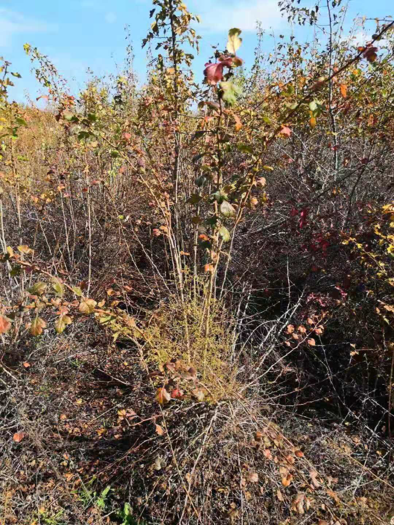 供应1一3公分山楂沾木苗