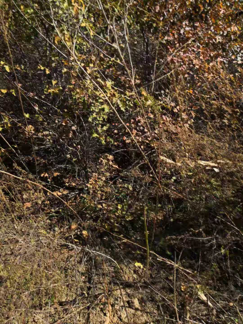 供应1一3公分山楂沾木苗