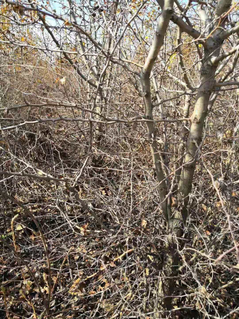 供应1一3公分山楂沾木苗