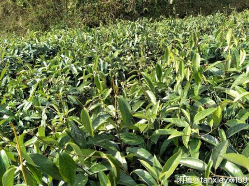 🔥满减100送10株【布福娜】大厚叶巨果精品包活包技术