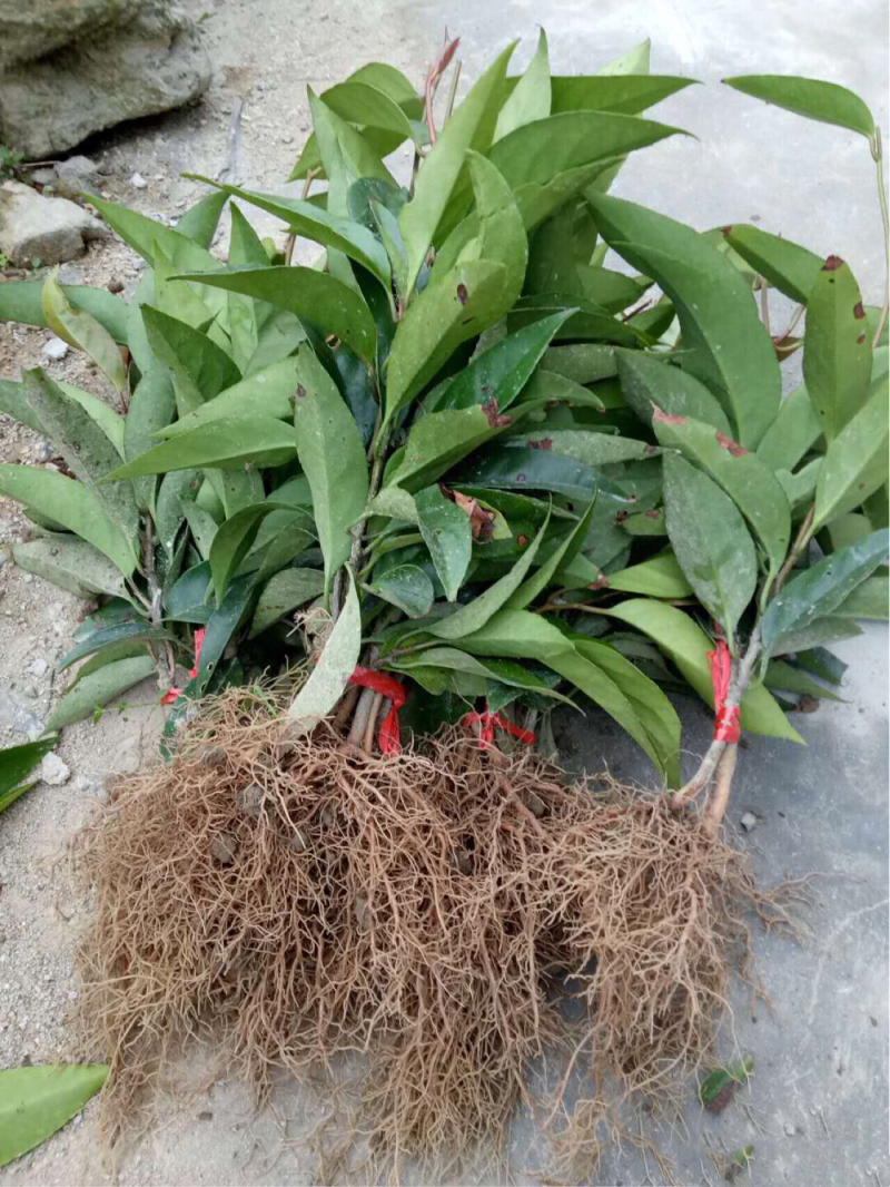 🔥满减100送10株【布福娜】大厚叶巨果精品包活包技术