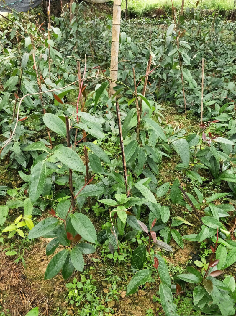 🔥满减100送10株【布福娜】大厚叶巨果精品包活包技术