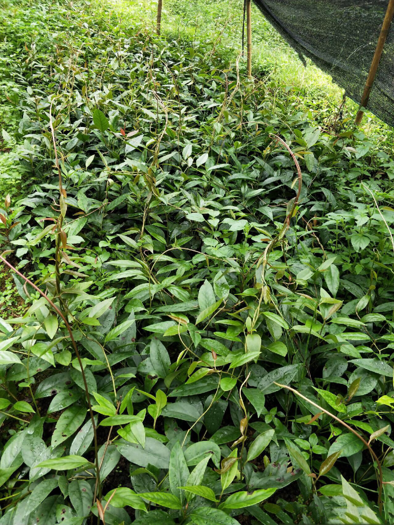 🔥满减100送10株【布福娜】大厚叶巨果精品包活包技术
