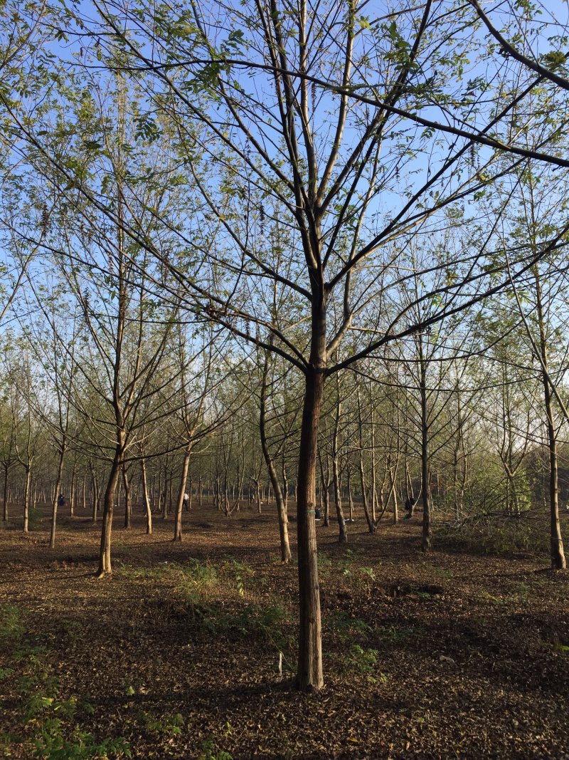 供应绿化苗木，枫杨，枫杨树，苗圃枫杨